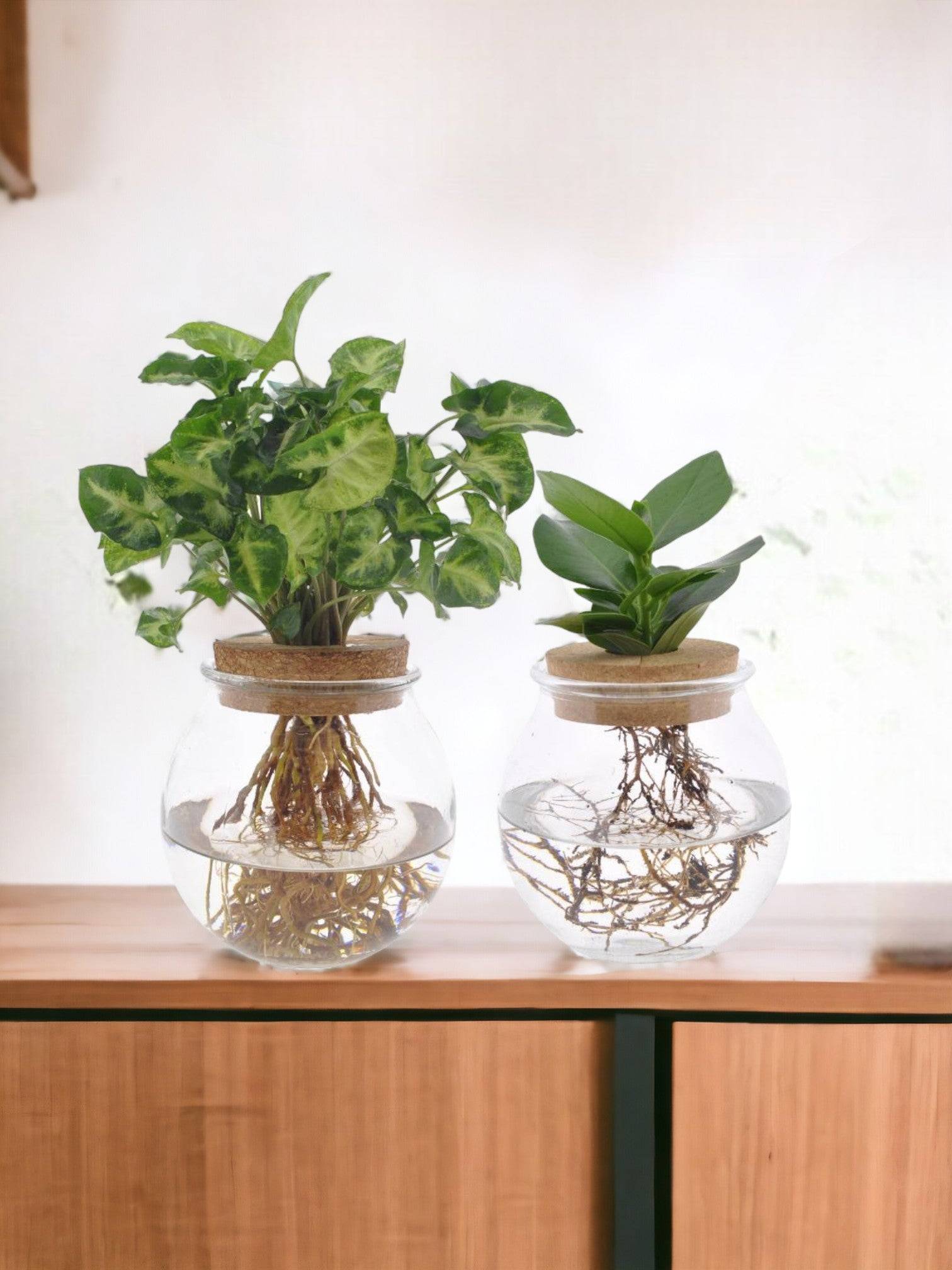 Duo Hydroculture Clusia/syngonium - D12 H30cm - Image 2