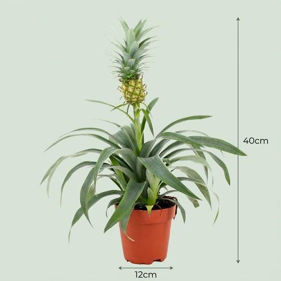Plante Ananas - H40cm - Image 4