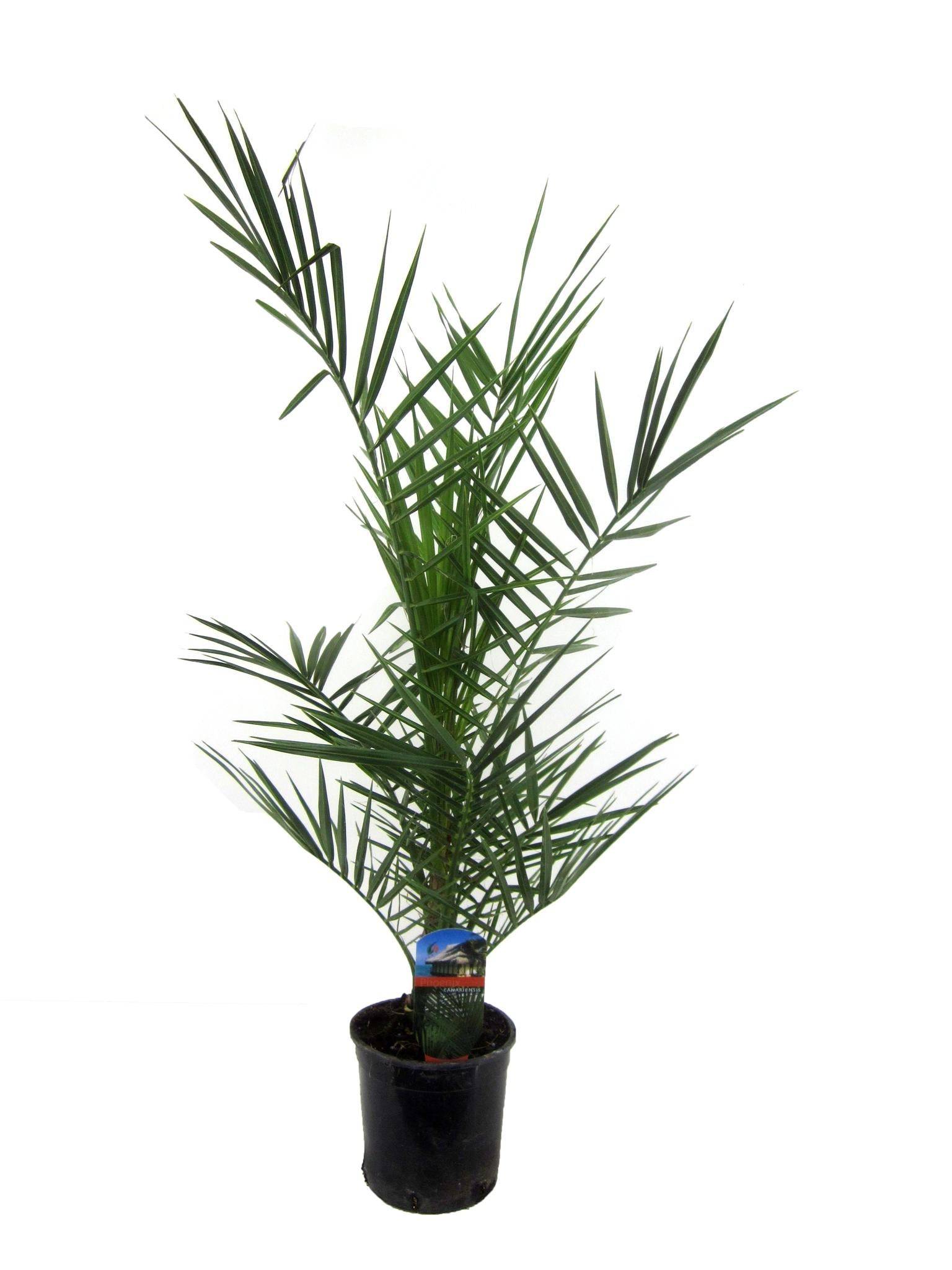 Phoenix Canariensis - 90 cm - Ø15cm 90cm - Plante d'intérieur- La Green Touch - Image 1
