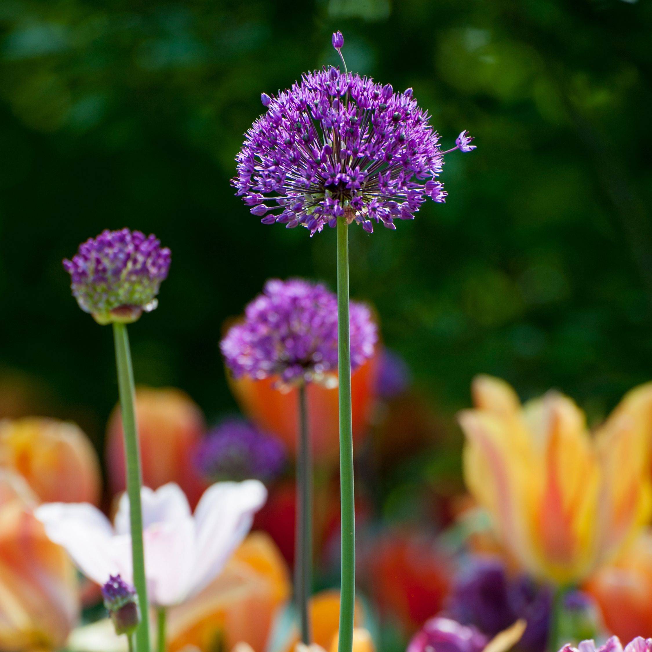Ail - Set de 60 - Allium 'Purple Sensation' - Bulbes à fleurs - Violet - Image 3