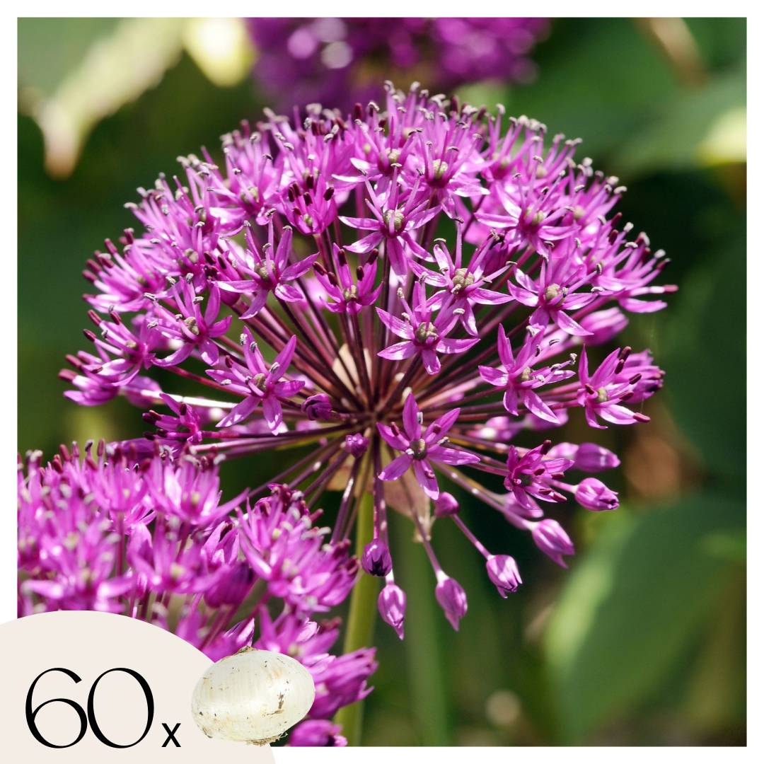 Ail - Set de 60 - Allium 'Purple Sensation' - Bulbes à fleurs - Violet - Image 1