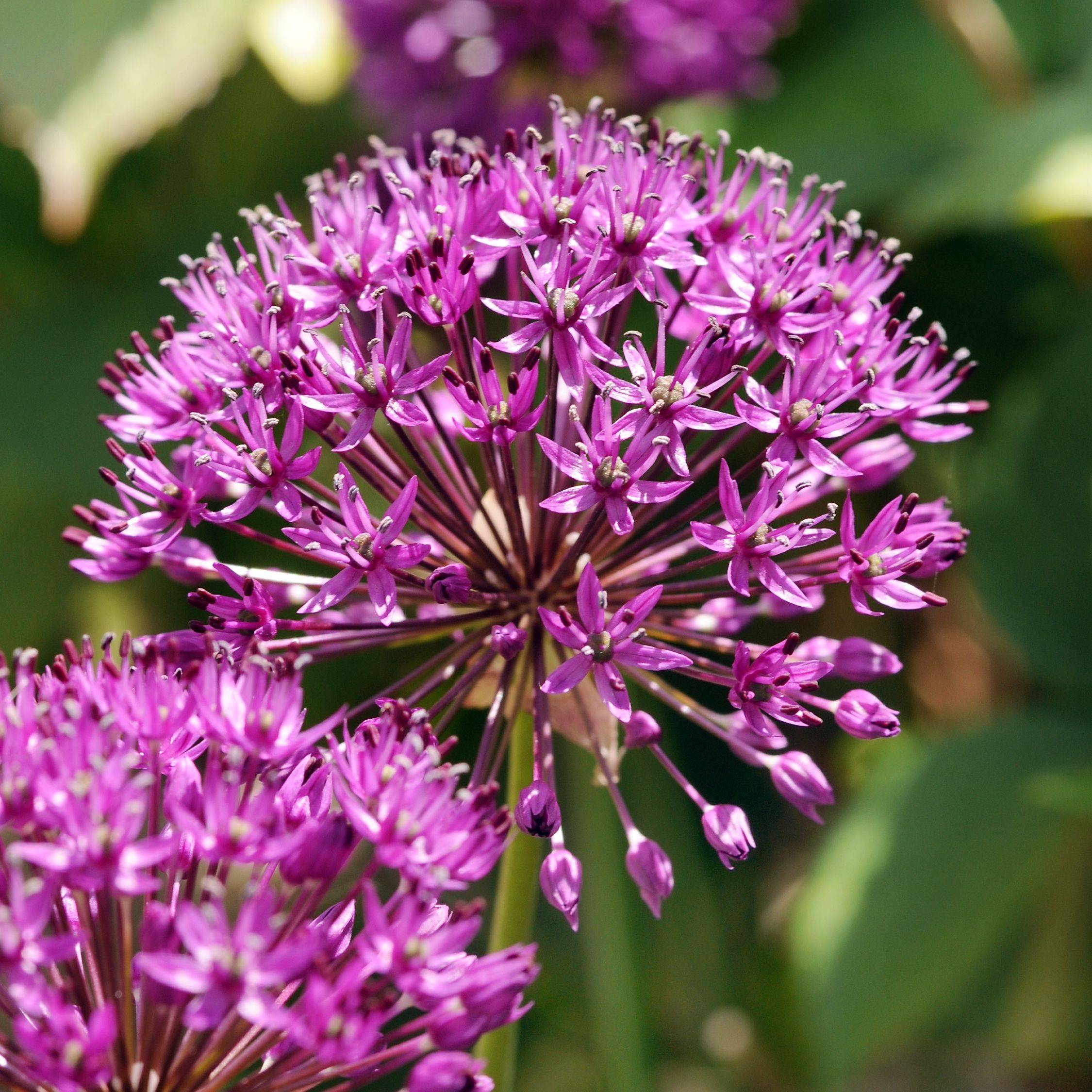 Ail - Set de 60 - Allium 'Purple Sensation' - Bulbes à fleurs - Violet - Image 4