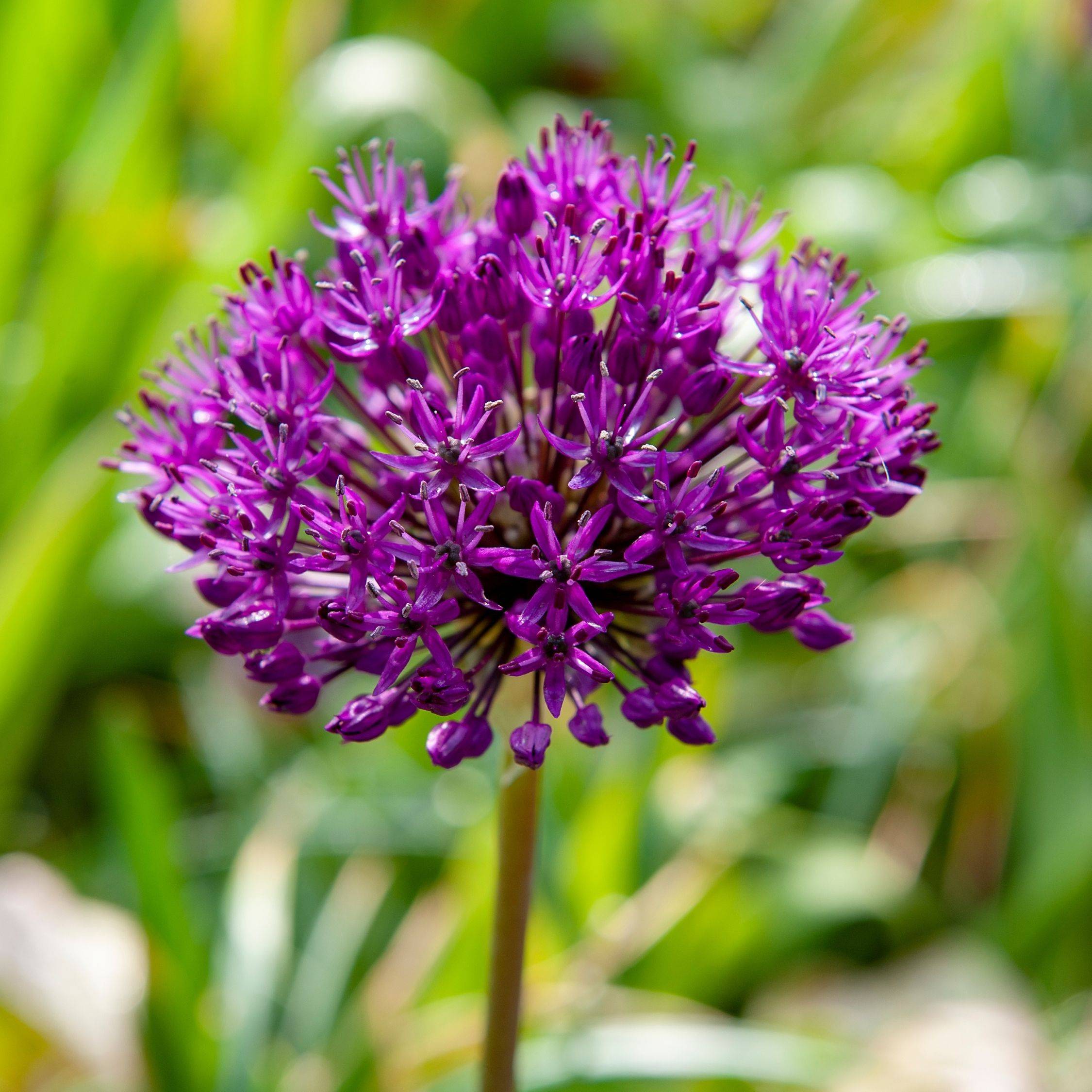 Ail - Set de 60 - Allium 'Purple Sensation' - Bulbes à fleurs - Violet - Image 5