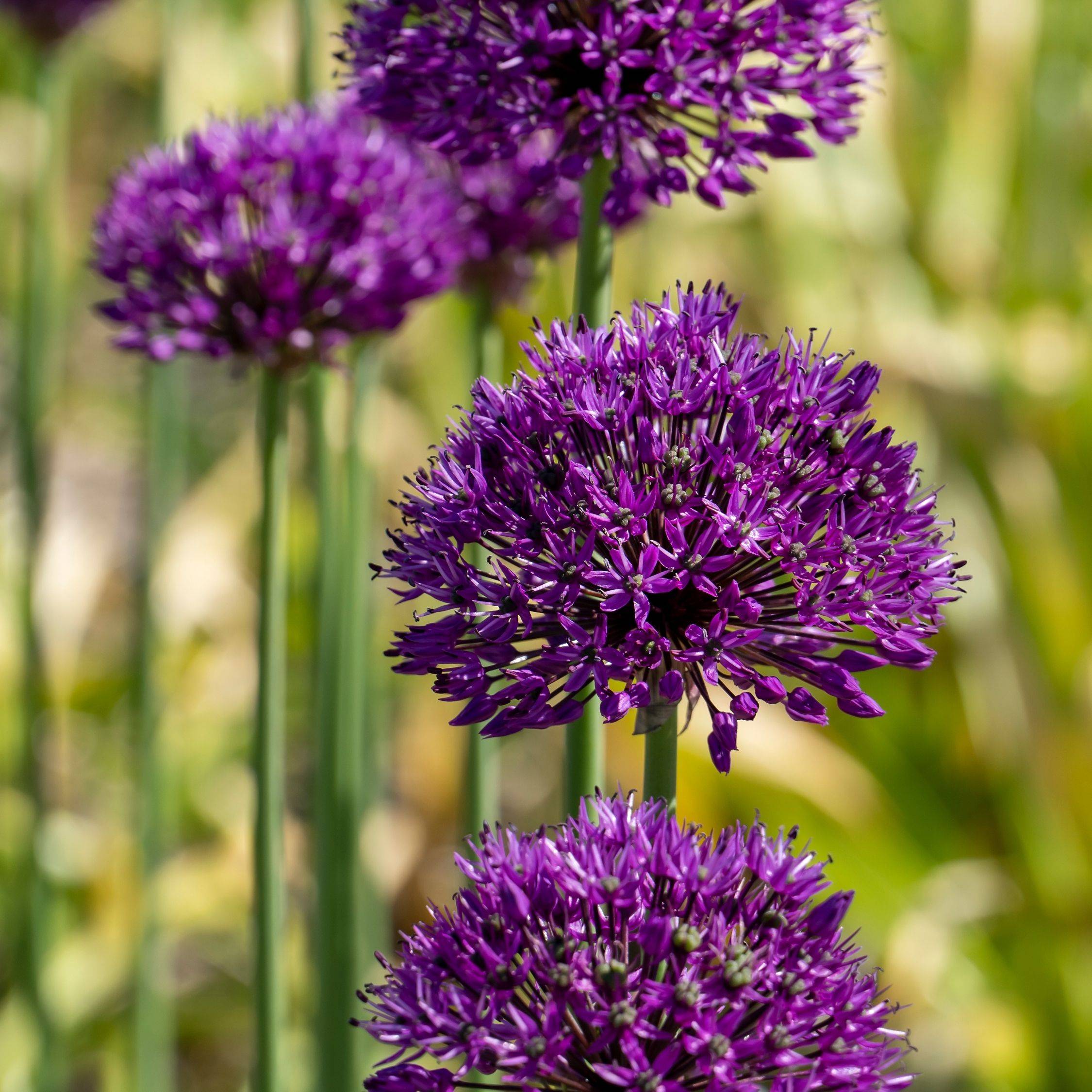 Ail - Set de 60 - Allium 'Purple Sensation' - Bulbes à fleurs - Violet - Image 2
