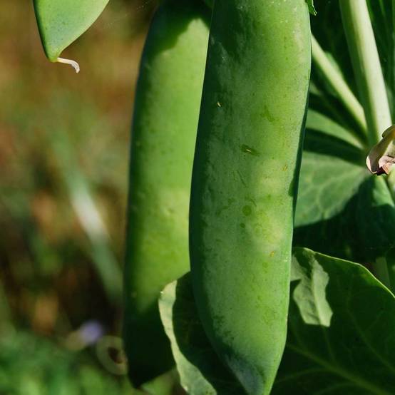 Pois nain Rondo à écosser Bio - Pisum sativum le sachet de 350 graines environ (75g)