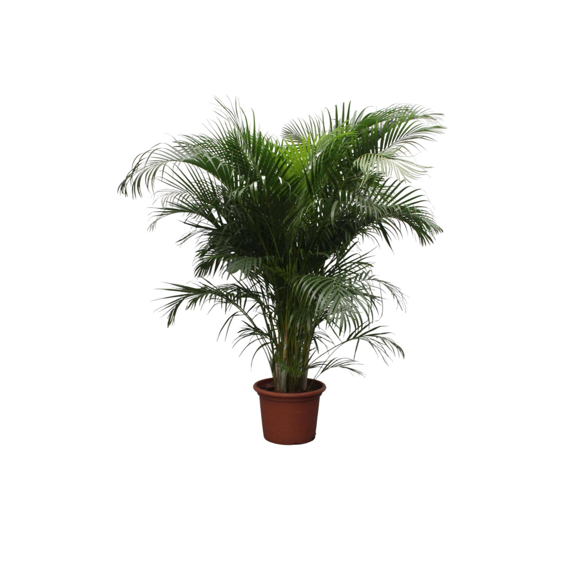 Dypsis Lutescens (Areca Palm) - D40 H230cm