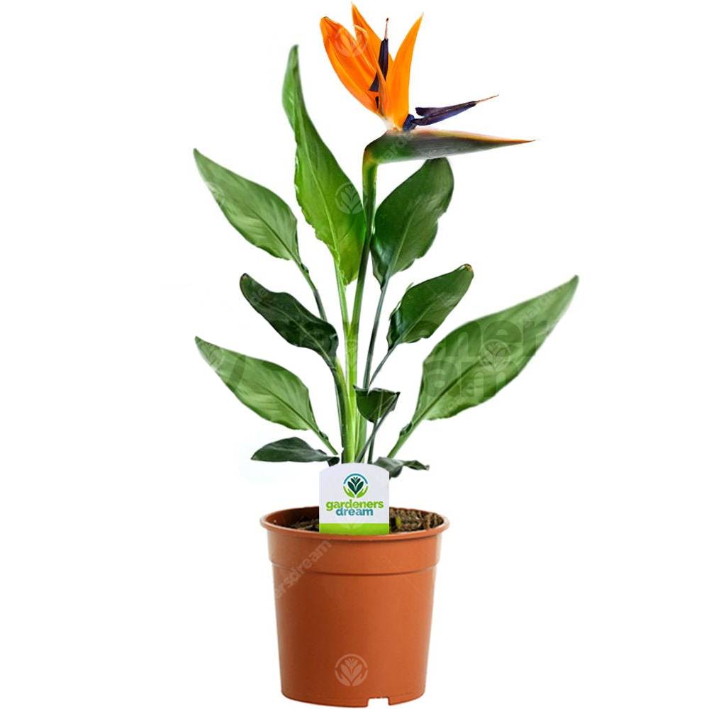 Gardenersdream - Strelitzia – 1 Plante D’Intérieur – Maison / Bureau Plante En Pot 12 Cm - GardenersDream - Image 1