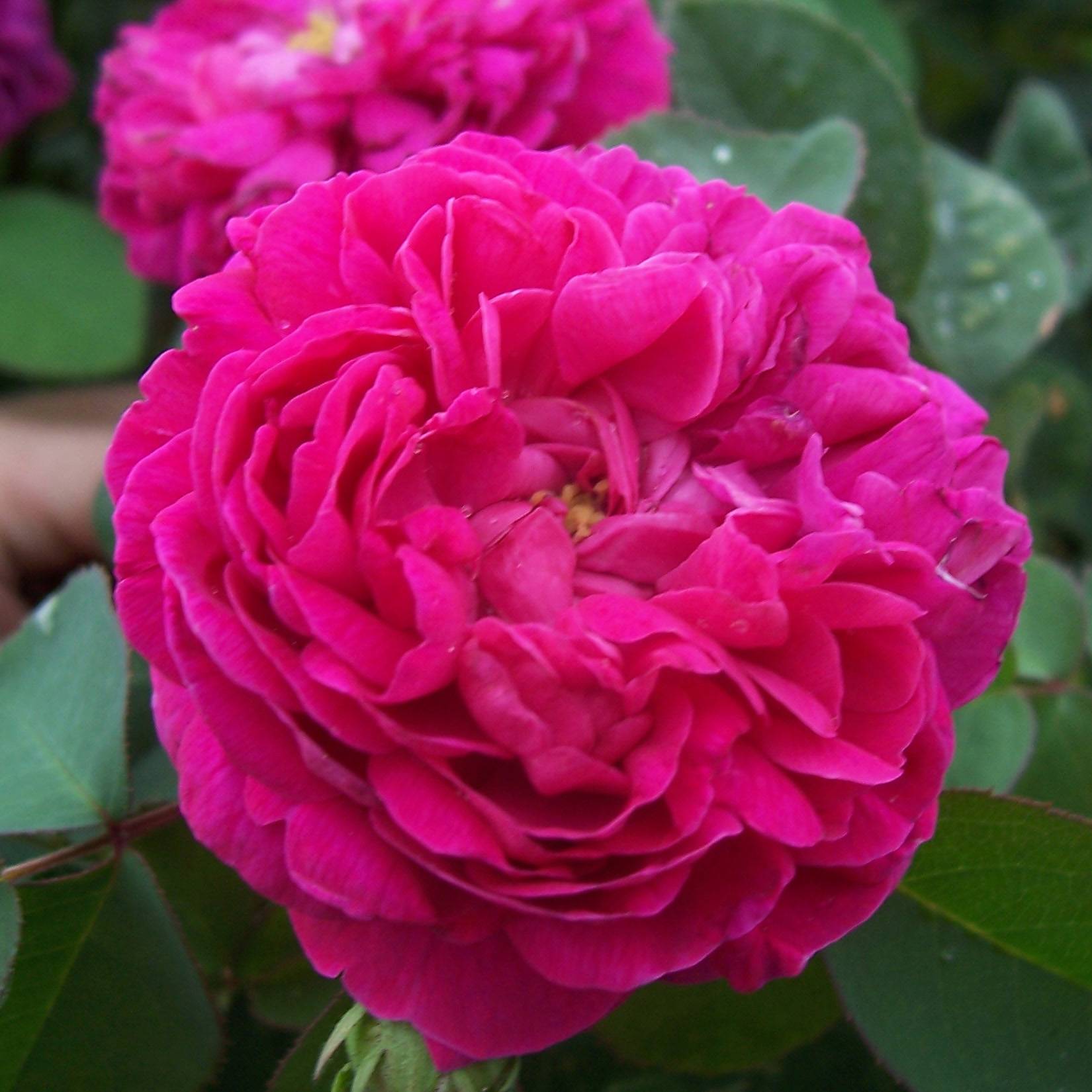 Promesse de Fleurs - Rosier ancien Rose de Rescht Racines nues en motte