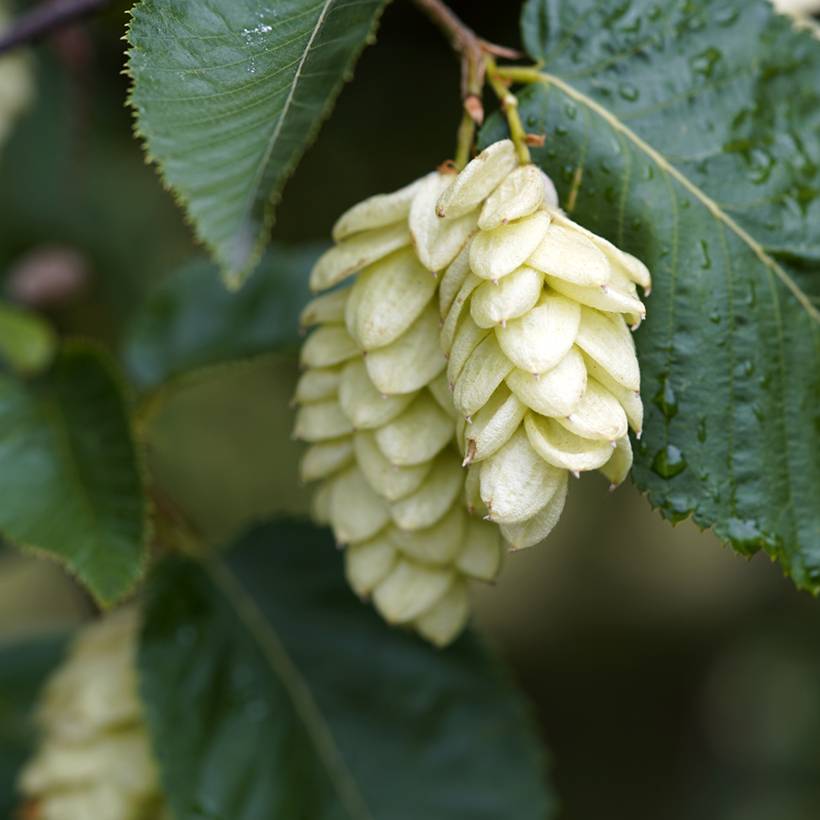 Charme houblon - Ostrya carpinifolia Pot de 7,5L/10L - Image 1