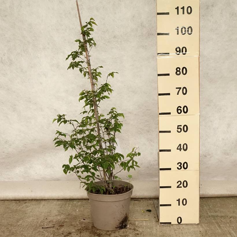 Charme houblon - Ostrya carpinifolia Pot de 7,5L/10L - Image 2