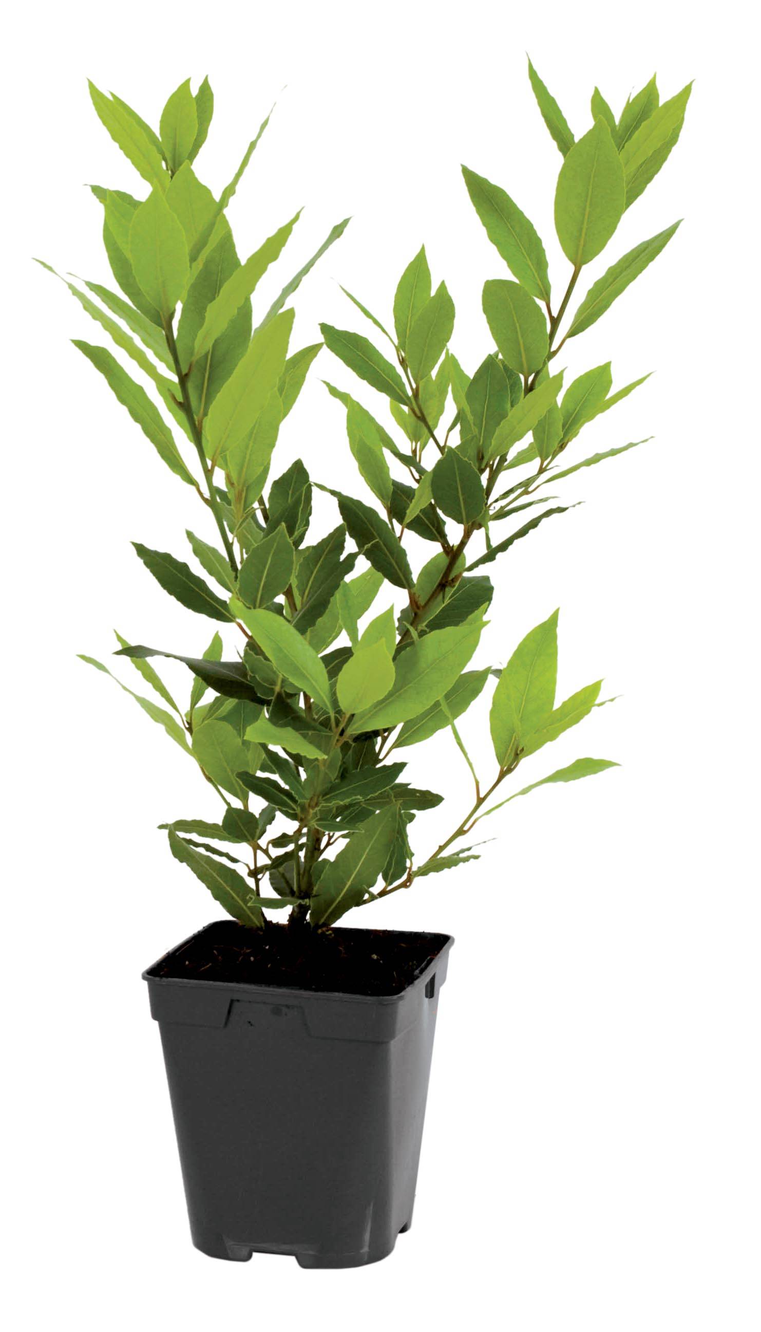 Fleuron D'Anjou - Plant de laurier sauce pot de 1litre - Image 1