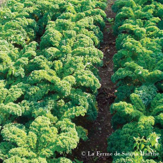Chou Kale Halbhoher Grüner Krauser Bio - Ferme de Sainte Marthe le sachet de 200 graines environ