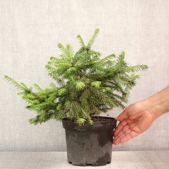 Epicea commun - Picea abies Maxwellii Pot de 2L/3L - Image 2