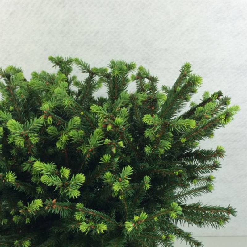 Epicea commun - Picea abies Maxwellii Pot de 2L/3L - Image 1