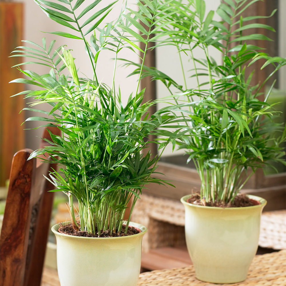 Gardenersdream - Palmier De Montagne Chamaedorea Elegans – Plante D'Intérieur En Pot De 13 Cm - GardenersDream - Image 1