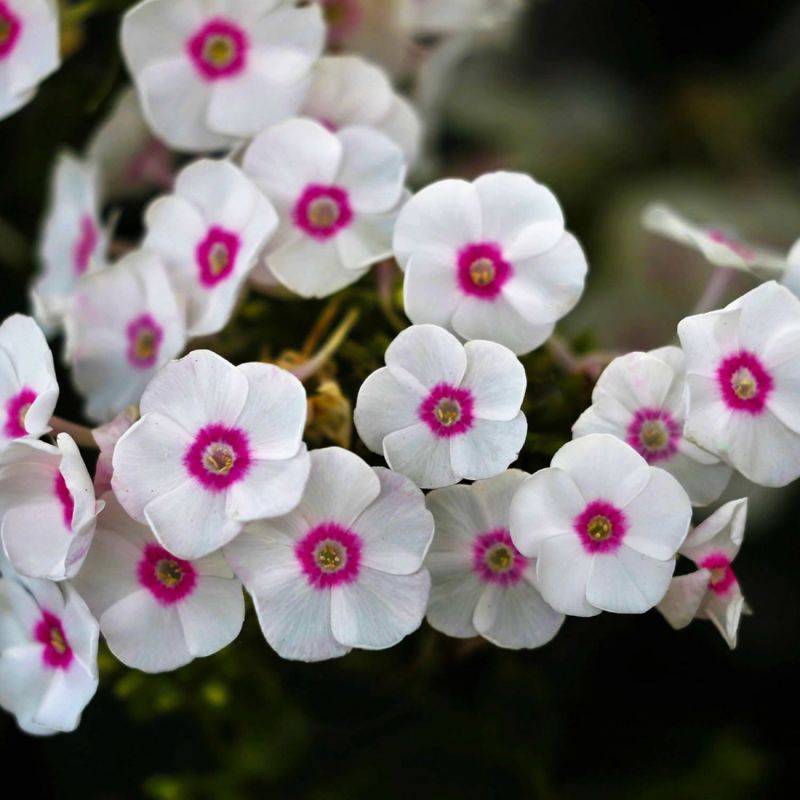 3 Phlox 'Graf Zeppelin' - Lot de 3 vivaces - Pépinières Naudet - Image 1