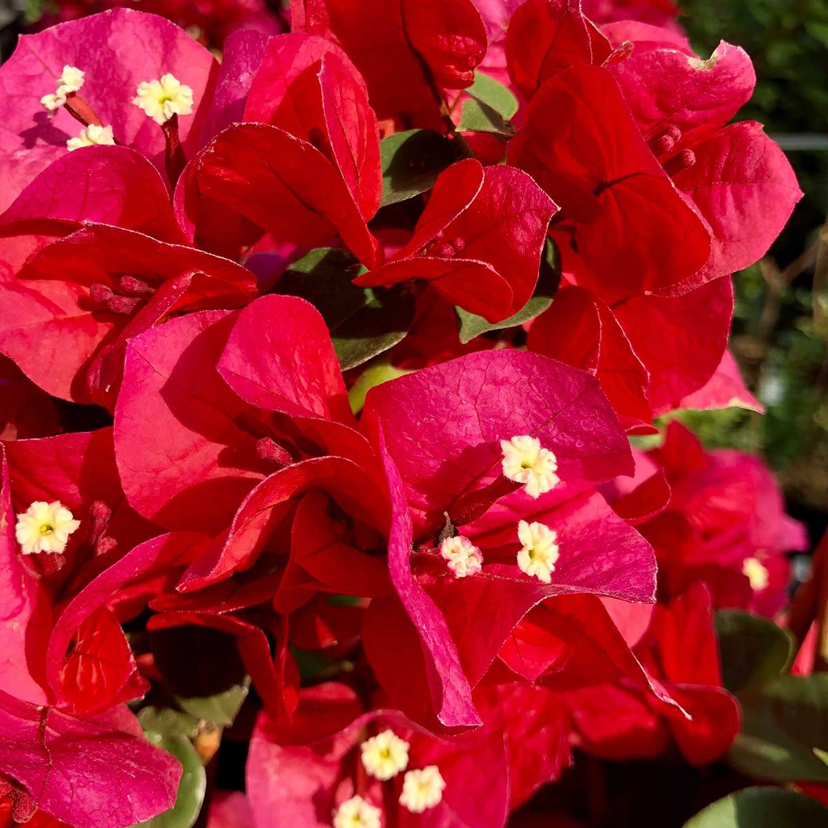 Promesse de Fleurs - Bougainvillier spectabilis Rouge foncé Pot de 2L/3L
