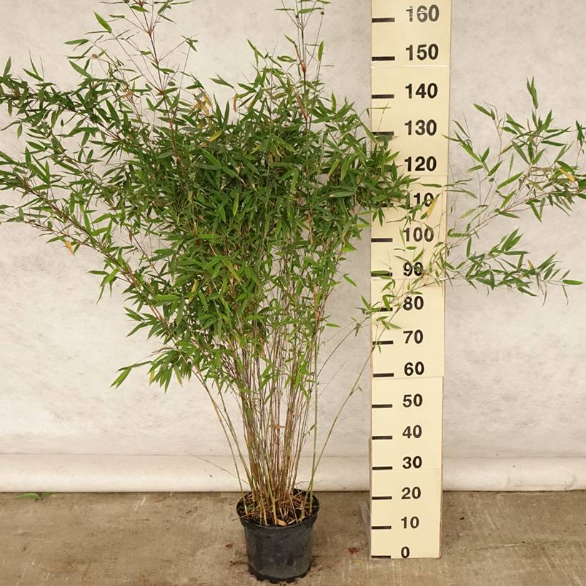 Fargesia Winter Joy - Bambou non traçant Pot de 7,5L/10L - Image 2