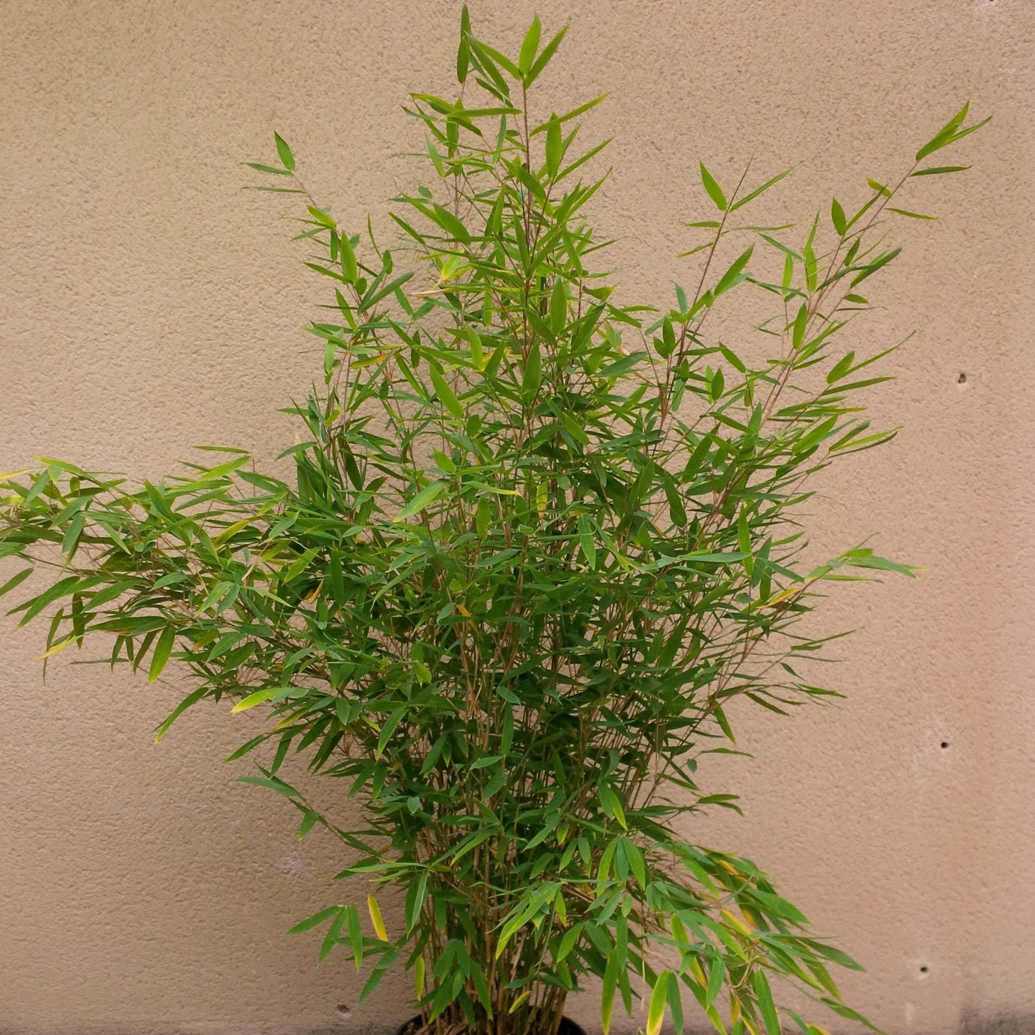 Fargesia Winter Joy - Bambou non traçant Pot de 7,5L/10L - Image 1