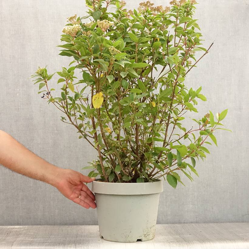Viorne, Laurier Tin- Viburnum tinus Spirit Pot de 7,5L/10L - Image 2