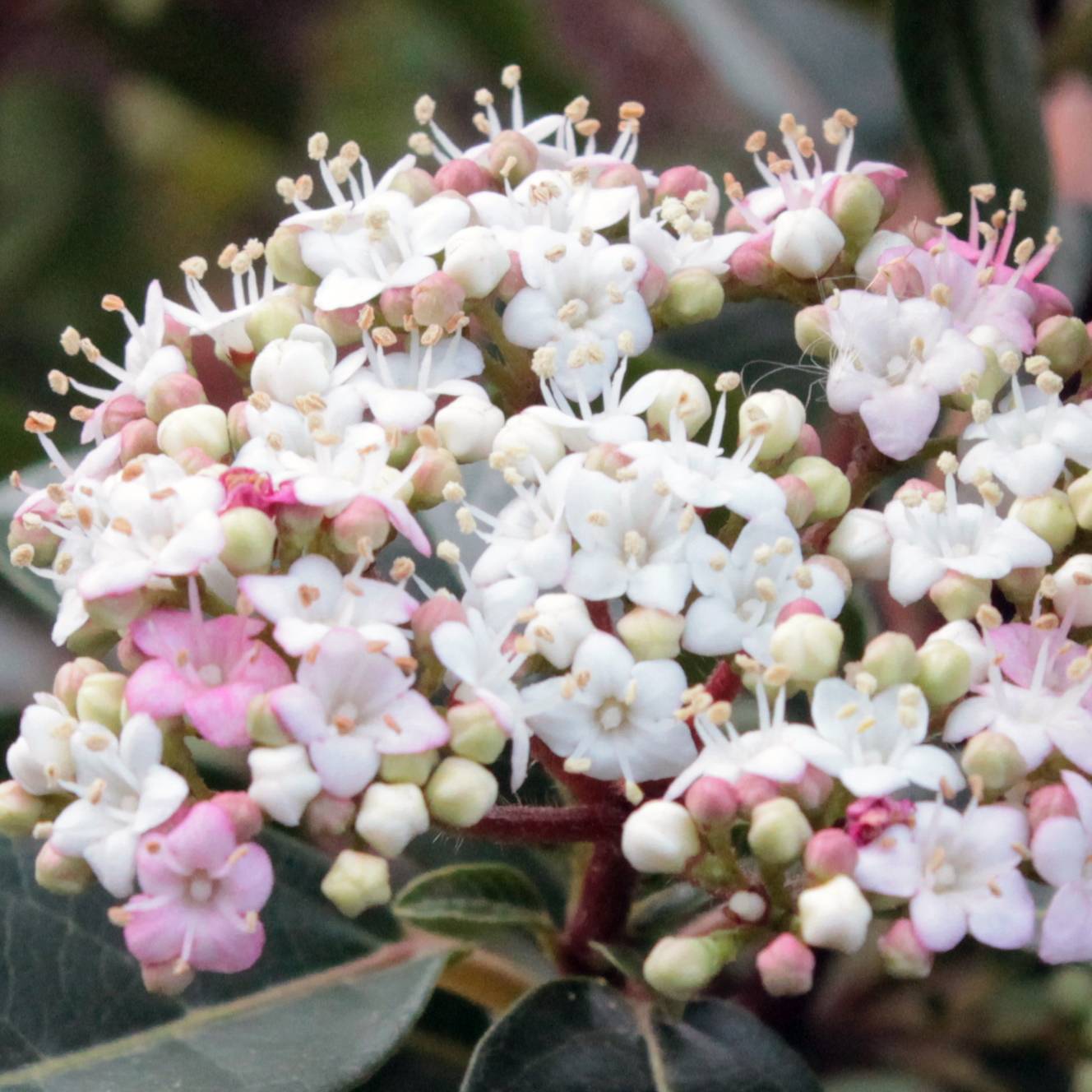 Promesse de Fleurs - Viorne, Laurier Tin- Viburnum tinus Spirit Pot de 7,5L/10L
