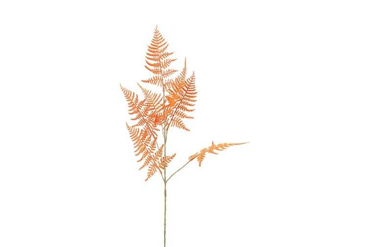 Feuille Asparagus S orange-2,5x10x85CM