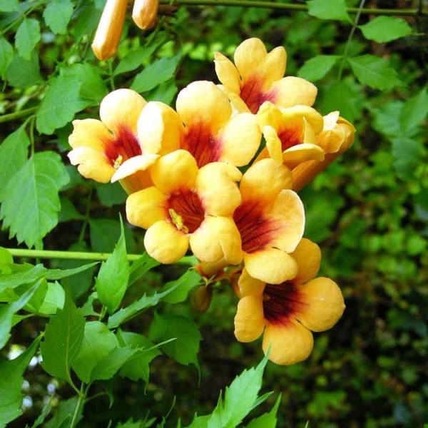 Campsis radicans Judy - Bignone de Virginie Pot de 2L/3L