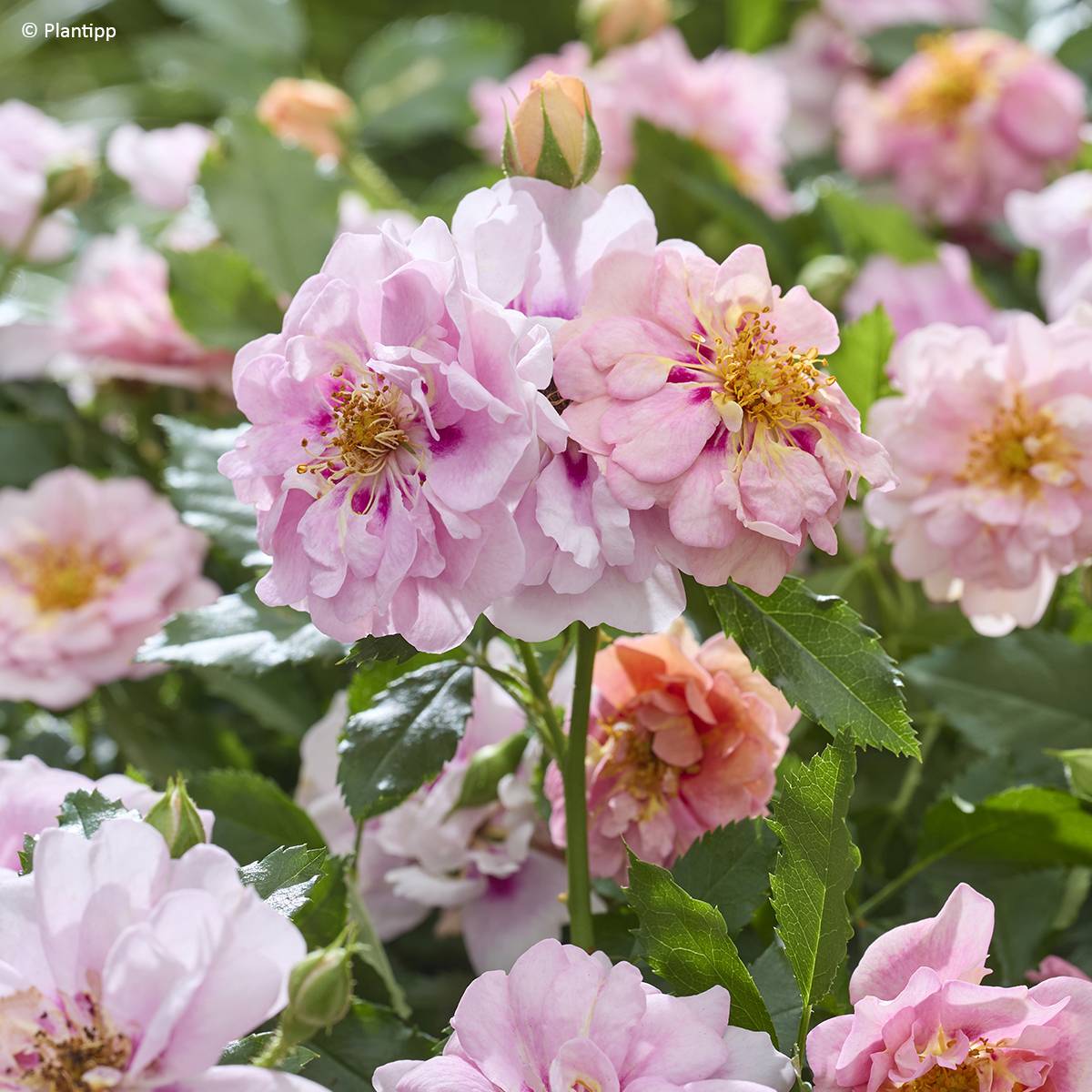 Promesse de Fleurs - Rosier couvre-sol Amirose Pot de 3L/4L
