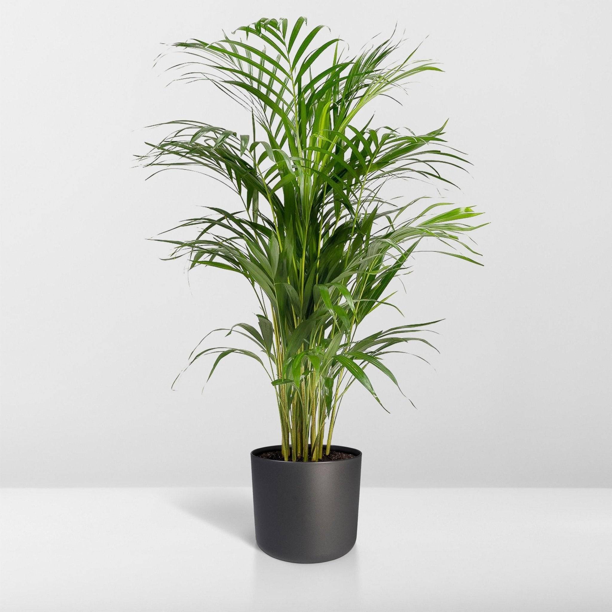 Dypsis Lutescens - D21 H110cm - Image 7
