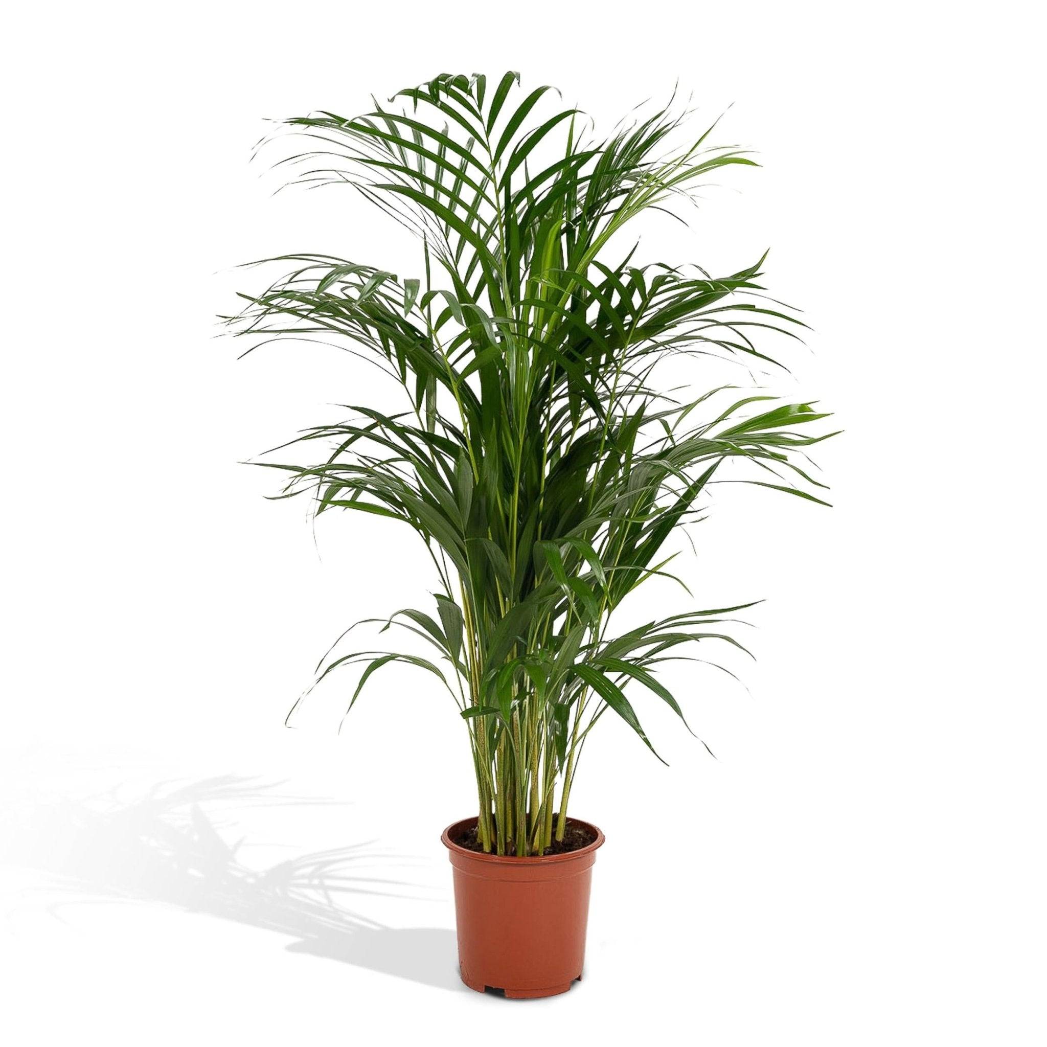 Dypsis Lutescens - D21 H110cm - Image 1