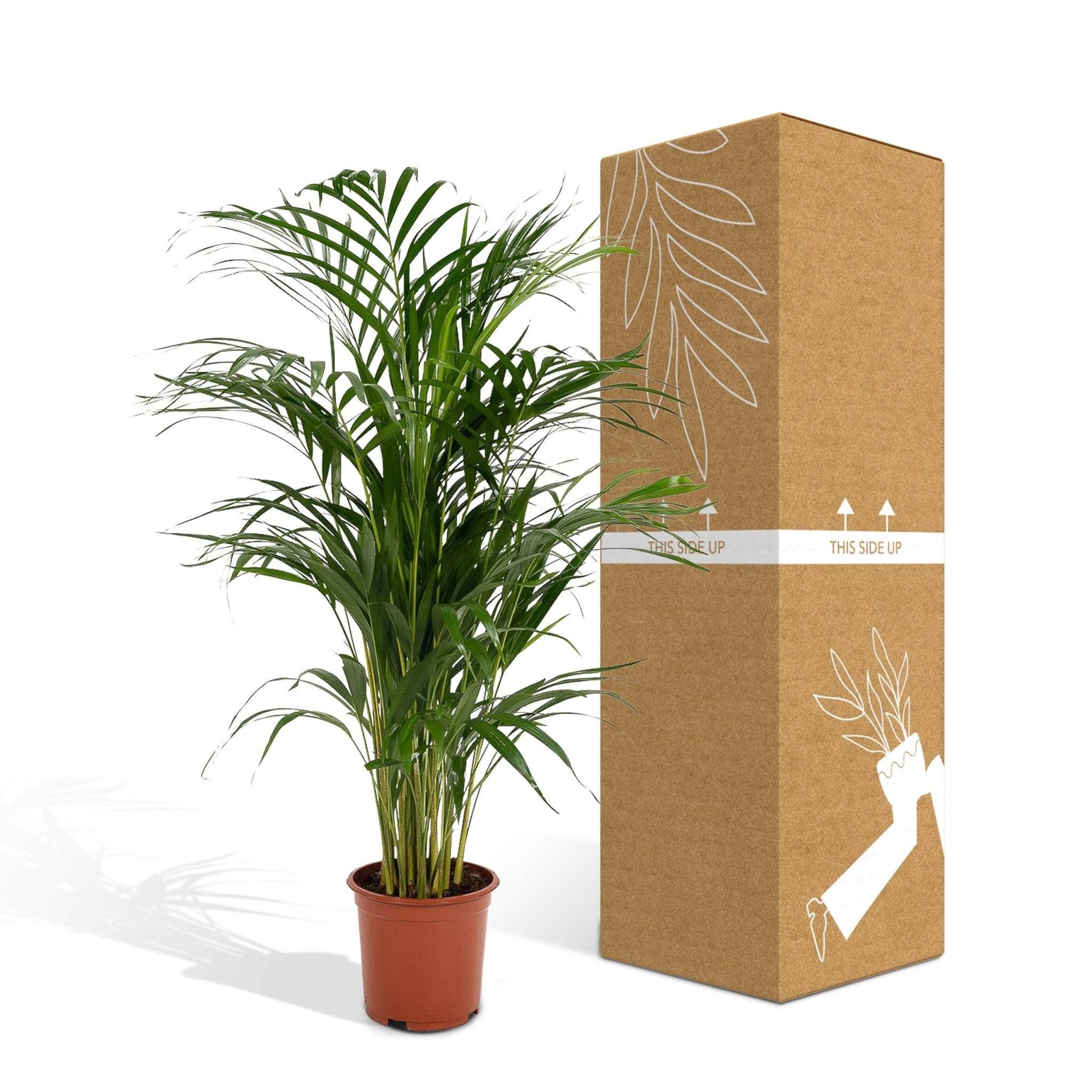 Dypsis Lutescens - D21 H110cm - Image 5