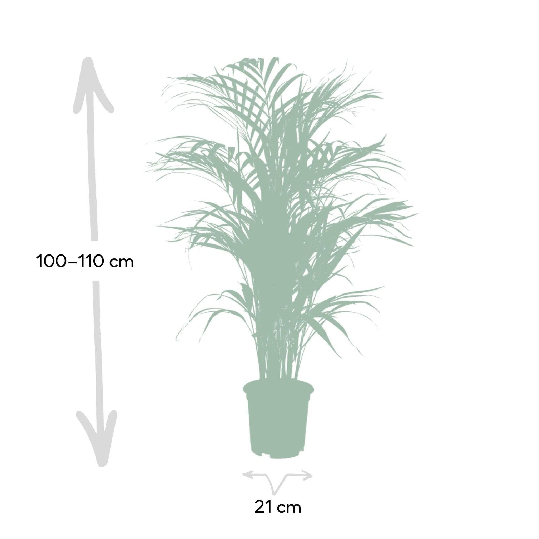 Dypsis Lutescens - D21 H110cm - Image 4