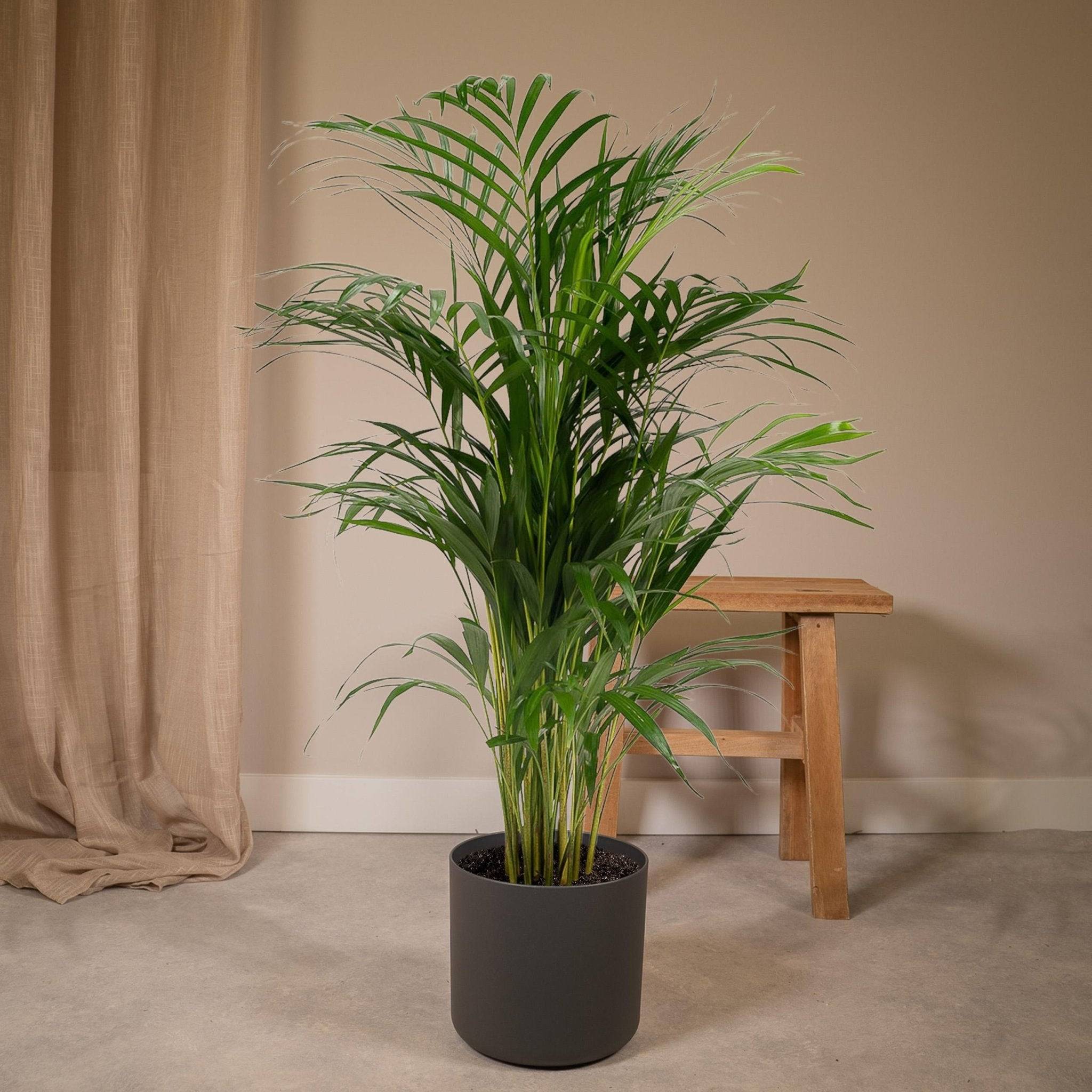 Dypsis Lutescens - D21 H110cm - Image 2