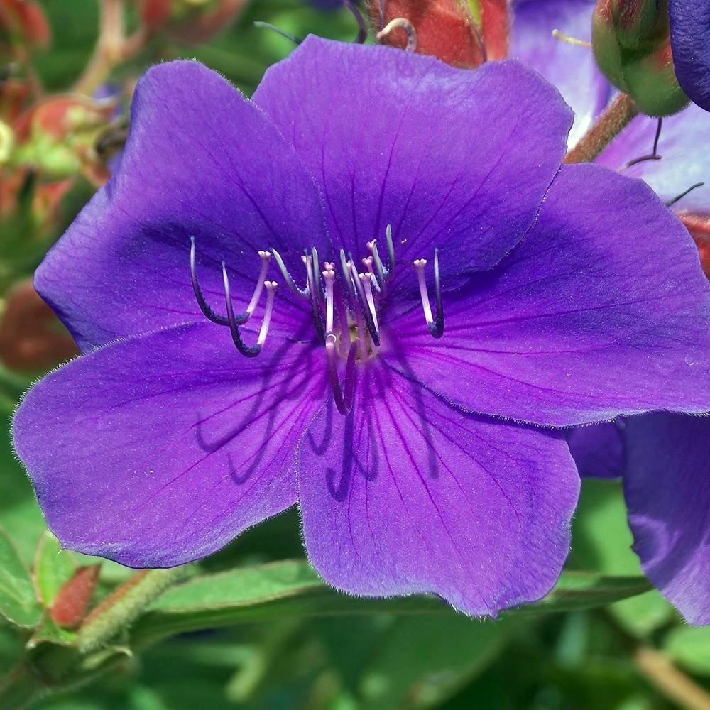 Promesse de Fleurs - Tibouchina Groovy baby - Tibouchina nain Pot de 4L/5L