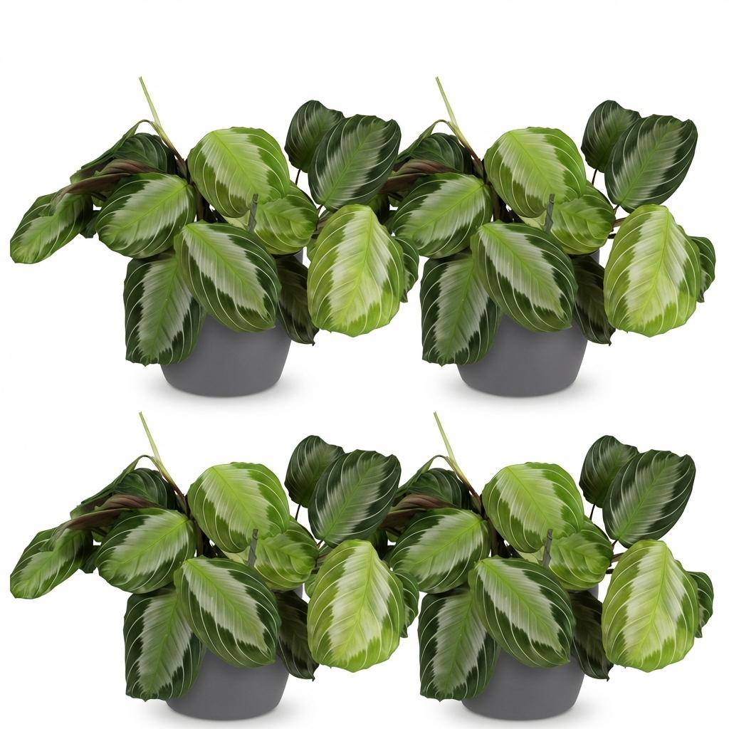 Maranta Fascinator Silverband - Pet-friendly - Pot de 12cm - Hauteur 25-35cm - 4 plantes - Gris - Plantes d'intérieur - Image 2