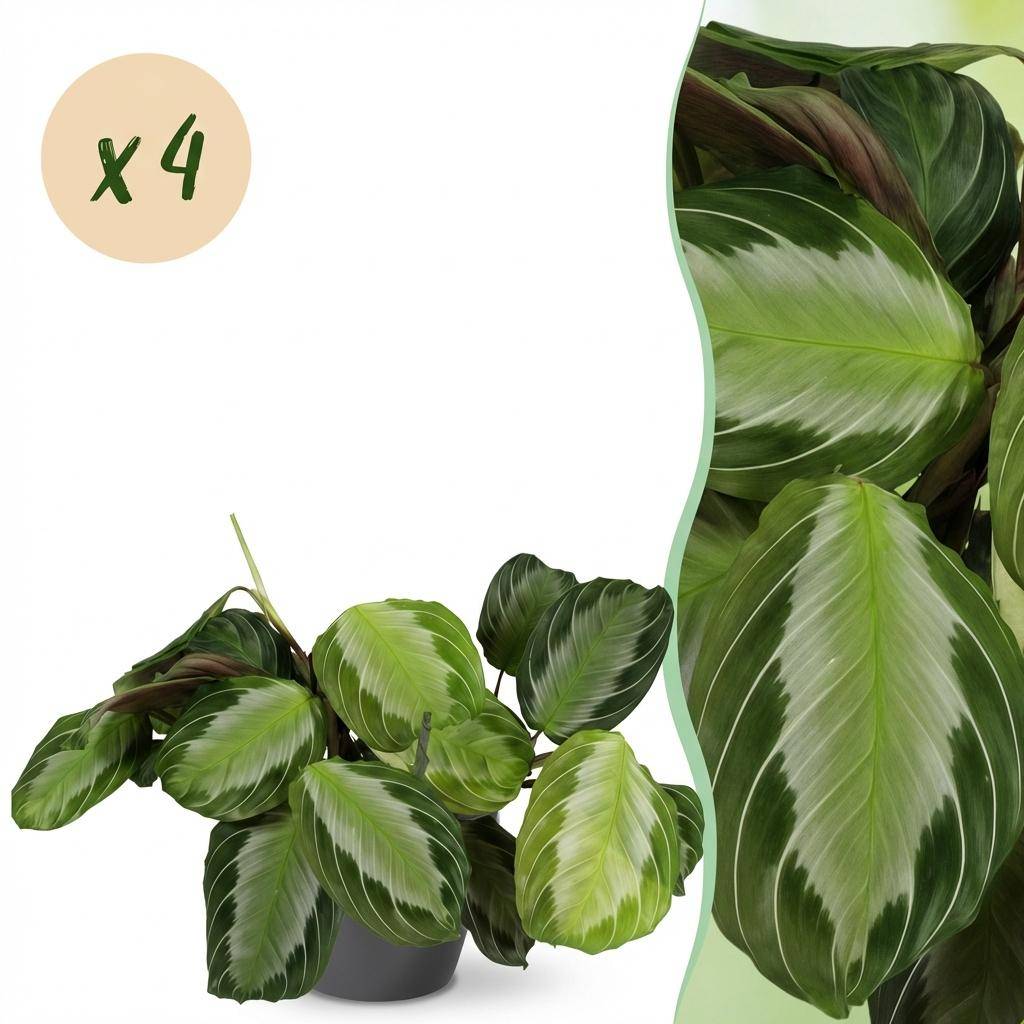 Maranta Fascinator Silverband - Pet-friendly - Pot de 12cm - Hauteur 25-35cm - 4 plantes - Gris - Plantes d'intérieur - Image 1