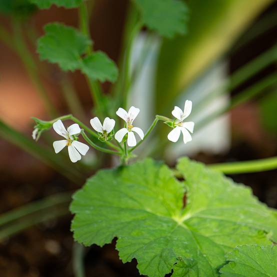 Pelargonium odoratissimum - Géranium botanique parfum pomme Godet de 8/9 cm