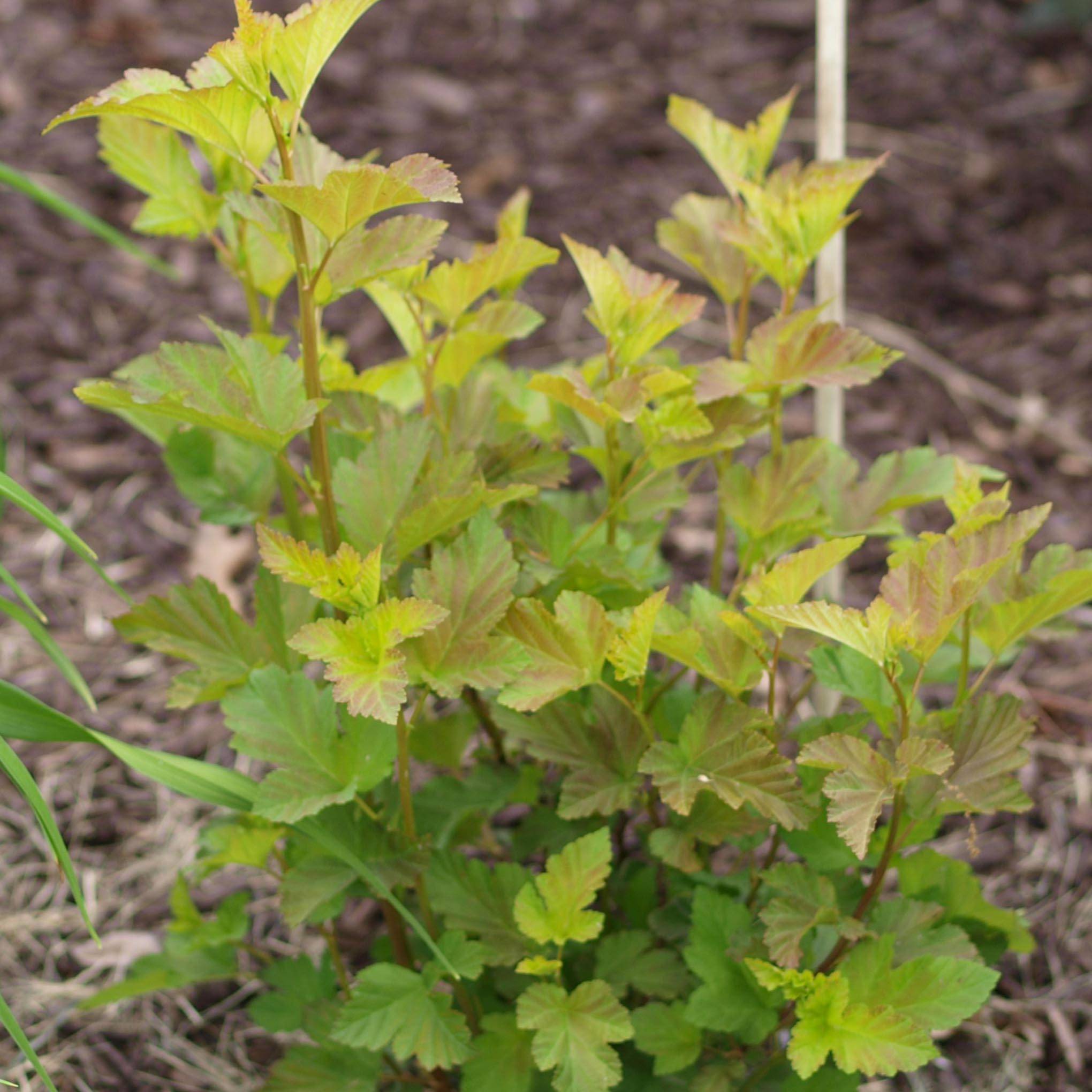 Physocarpus opulifolius Amber Jubilee Pot de 7,5L/10L - Image 1