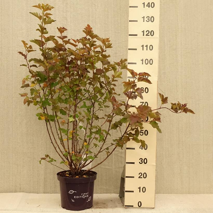 Physocarpus opulifolius Amber Jubilee Pot de 7,5L/10L - Image 2