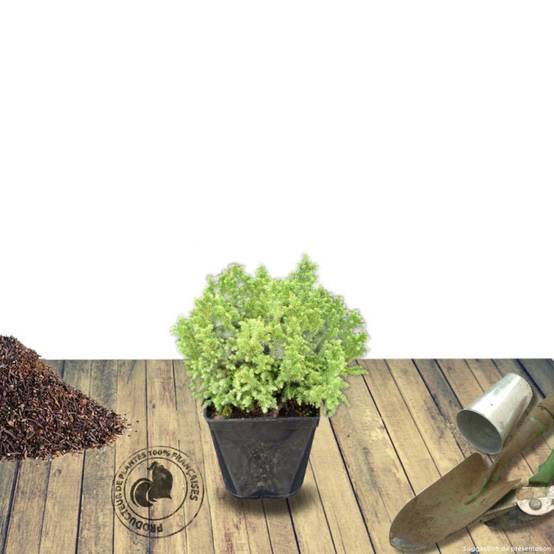 Cèdre du Japon Little Champion, Cryptomeria - Pot de 3L - 10/40 cm - Image 6