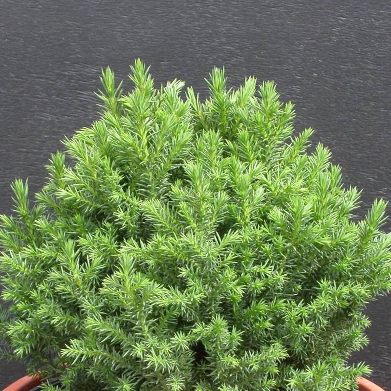 Cèdre du Japon Little Champion, Cryptomeria - Pot de 3L - 10/40 cm - Image 1