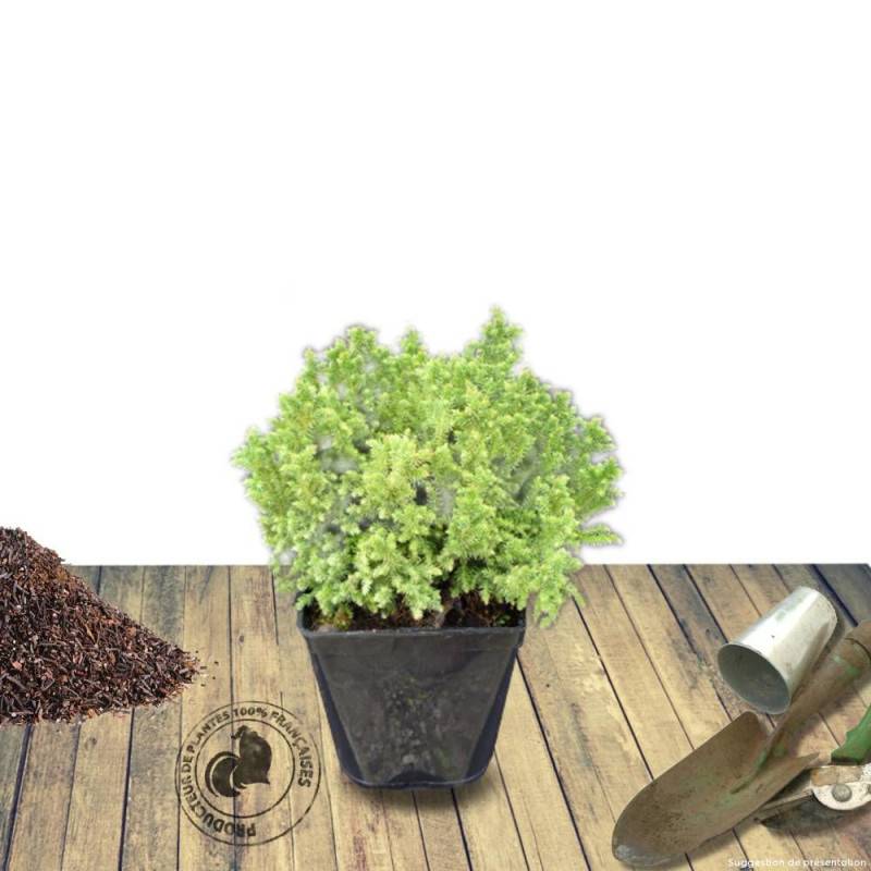 Cèdre du Japon Little Champion, Cryptomeria - Pot de 3L - 10/40 cm - Image 7