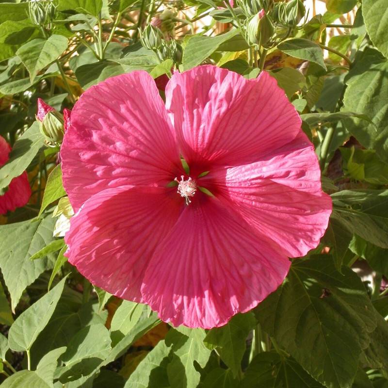 Hibiscus des marais Rouge à fleurs Rouge - feuillage Caduc - Pot de 3L - 20/40 cm-  hauteur à maturité De 1,00 m à 1,50 m - Image 1