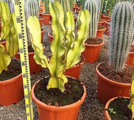 0 - Euphorbia ingens 'Marmorata' Pot de 25L - 80/100cm - Image 3