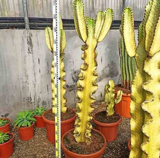 0 - Euphorbia ingens 'Marmorata' Pot de 25L - 80/100cm - Image 1