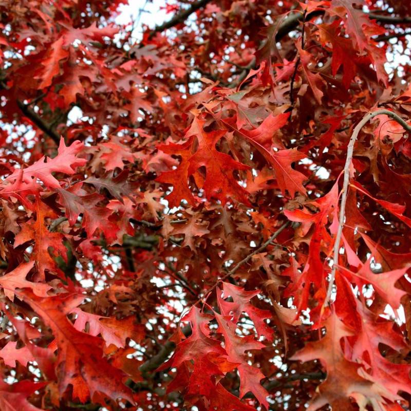 Chêne rouge d'Amérique, Quercus rubra - Pot de 10L - 120/150 cm - Image 1