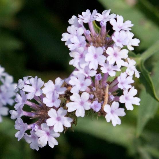 Verbena rigida Polaris, Verveine Godet de 8/9 cm