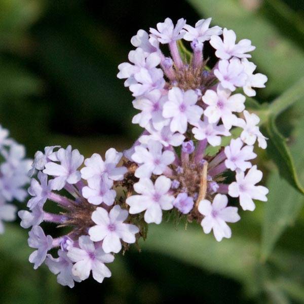 Verbena rigida Polaris, Verveine Godet de 8/9 cm