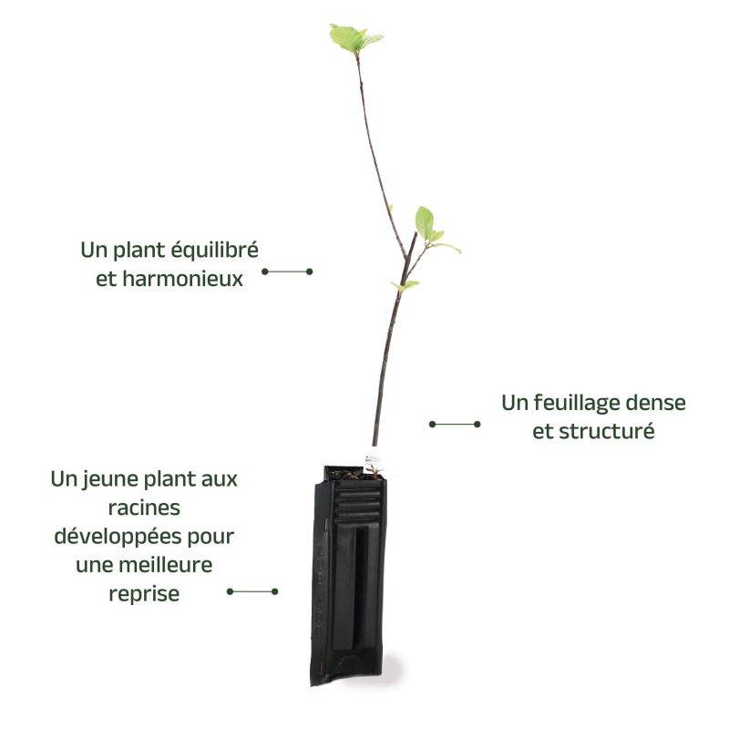Bourdaine (Frangula alnus) - Godet - Taille 20/40cm - Pépinières Naudet - Image 4
