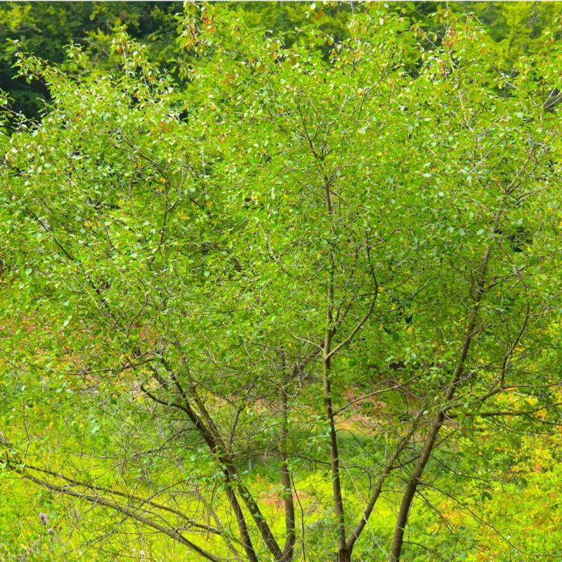 Bourdaine (Frangula alnus) - Godet - Taille 20/40cm - Pépinières Naudet - Image 1